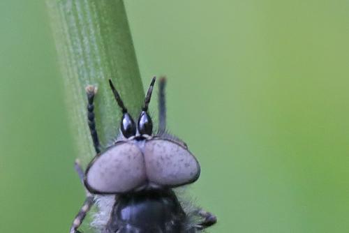 Haematopota sp.